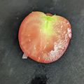 ひぃちゃんひー's cooksnap of when they made ミニトマトの切り方.