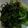 クック2O2RWD☆'s cooksnap of when they made ピーマン昆布.