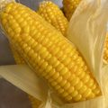 びびでばびでぶ's cooksnap of when they made トウモロコシの美味しいゆで方.