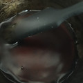 葉月優希's cooksnap of when they made 簡単 お月見みたらし団子のたれ.