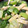 ninanina310's cooksnap of when they made 小松菜の中華風煮浸し.