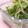 もすろー's cooksnap of when they made 水菜の梅おかか和え.