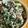 かわゆう1211's cooksnap of when they made 白味噌が隠し味　ウチの白和え.