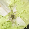 ひぃちゃんひー's cooksnap of when they made 超気持ちイイ✰　　レタスの芯のとり方♪.