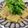 在宅勤務のおじさん's cooksnap of when they made 絶品！ 大根 高野豆腐の 挽き肉あんかけ.
