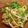 saki1010's cooksnap of when they made レンジで簡単☆玉ねぎしめじのわさび和え.