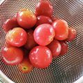 Sun Flover's cooksnap of when they made トマトの湯むきー裏技.