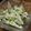 モーリーママ's cooksnap of when they made きのこのグリーンソース和え.