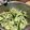 め目め's cooksnap of when they made 2分で簡単無限きゅうり.