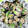 きゃんでぃ×2's cooksnap of when they made あさりの酒蒸し.