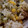 あゆたっくん's cooksnap of when they made とうもろこしの旨だし味噌炊き込みご飯.