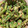 しろうCook's cooksnap of when they made いんげんのごま和え.