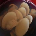 ヨシヨッシー's cooksnap of when they made はまぐり♡お吸い物　【覚書】vr2024.