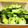 かなりんココりん's cooksnap of when they made きゅうりとオクラの簡単和え.