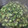クックぷぷuta☆'s cooksnap of when they made きゅうりの佃煮.