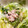 ぷーとんR's cooksnap of when they made 3分で完成 レタスのツナ和え.
