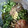 Giant corn's cooksnap of when they made コストコめかぶ使いきり！山形だし風.