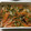 ともりん808's cooksnap of when they made 鯖の南蛮漬け☆我が家の夏の定番.