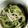 じゅんずＧさん's cooksnap of when they made ゴーヤの酢の物.