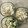 Ruriluru's cooksnap of when they made ぱぱっと一品　長芋ときゅうり白だし和え.