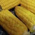 あゆたっくん's cooksnap of when they made ☆レンジで簡単！とうもろこしのゆで方☆.