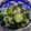食いしん坊あー's cooksnap of when they made きゅうり・わかめ・じゃこの酢の物.
