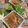 ちゃかぴまま's cooksnap of when they made ヘルシー！　糸こんでペペロンチーノ.