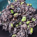 山ばあば's cooksnap of when they made マヨネーズだけで!絶品 明太枝豆ひじき♪.