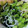 クックVJVT8E☆'s cooksnap of when they made 小松菜のしらす和え.
