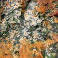 麦酒姉さん's cooksnap of when they made 大量消費！しそのチヂミ（ノンエッグ）.