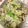 おはなすき's cooksnap of when they made 豚とキャベツのオイスターソース炒め.