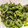 クックL4EX8U☆'s cooksnap of when they made やみつき!!ゴーヤのおひたし.