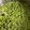 頑固ばばあ～'s cooksnap of when they made 【野菜ソムリエ】山椒の実の下処理.
