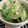 YYYm2121's cooksnap of when they made 超簡単オクラのおかか和え.