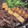 職人's cooksnap of when they made 簡単！しらたきの結び方.