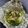 KAORU4649's cooksnap of when they made アメリカ　サーモンと野菜のフォイル焼き.