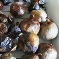 fubo's cooksnap of when they made 【炊飯器で】自家製熟成黒ニンニクの作り方.