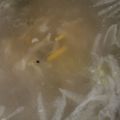 MULA's cooksnap of when they made 塩豚で☆ひらひら大根と人参のスープ.