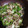 あやひまわり's cooksnap of when they made 豚肉＆ししとう★生姜焼き.