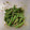 sou。's cooksnap of when they made いんげんの胡麻和え・いんげんの茹で方.