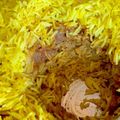 Moggieneko's cooksnap of when they made インド直伝！本格的チキンビリヤニ.