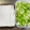 ボブナナ's cooksnap of when they made ネギの冷凍保存.