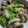 ☆hikonyan☆'s cooksnap of when they made レタスと焼売のとろとろ煮.