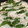 ちーまぐ's cooksnap of when they made 蒸ししゃぶ・さっぱり・簡単・10分料理.