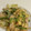 クックまゆころ's cooksnap of when they made ゴーヤーとふわふわたまごの炒め物.