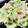 U☆kaoru's cooksnap of when they made 超簡単！苦くない！ゴーヤとツナのサラダ！.