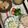 ぐりtoぐら's cooksnap of when they made 大根のツナマヨサラダ.