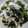 vivian1225's cooksnap of when they made 鶏肉きゅうりわかめの梅和え(身内専用).