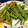 kanana1211's cooksnap of when they made いんげんの中華炒め.
