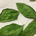作るの苦手なの's cooksnap of when they made チンして簡単！黒くならない乾燥バジル保存.